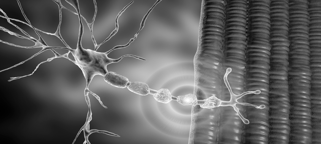 neuron teaca de mielina demielinizare