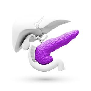 tub digestiv cu focus pe pancreas