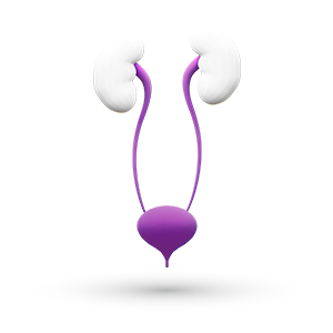 aparat urinar, rinichi, vezica urinara