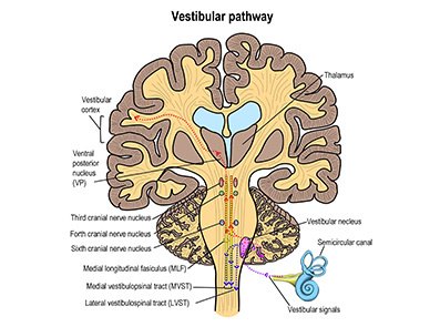 Structura caii vestibulare periferice si centrale